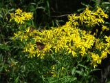 Senecio nemorensis