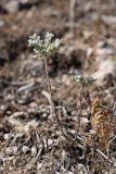 Sedum alberti