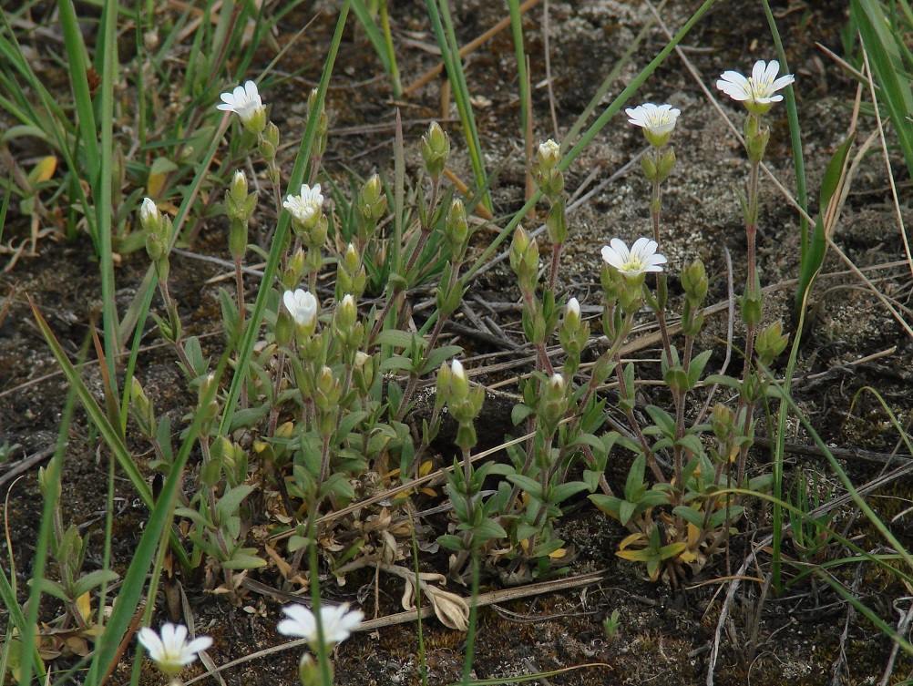 Изображение особи Cerastium arvense.