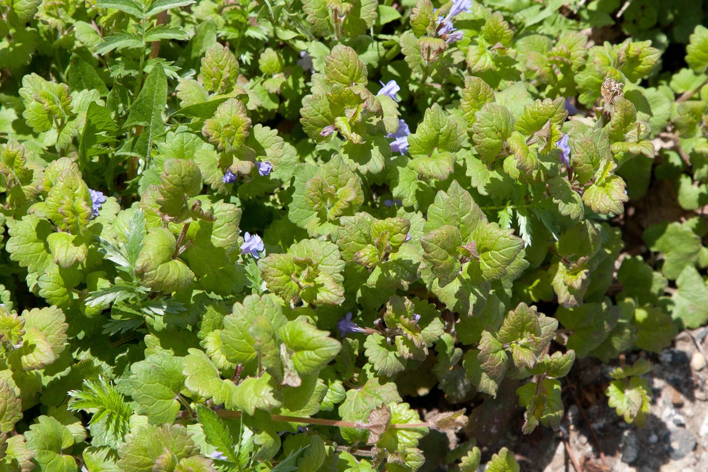 Изображение особи Glechoma hederacea.