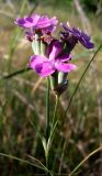 Dianthus polymorphus. Верхушка цветущего растения. Ростовская обл., Усть-Донецкий р-н, заказник \"Нижне-Кундрюченский\", окр. станицы Нижнекундрюченская, арена правобережья р. Северский Донец. 07.06.2015.