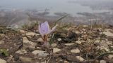 Crocus reticulatus. Цветущее растение. Краснодарский край, м/о г. Новороссийск, гора Семигорка, горная степь. 27.02.2016.