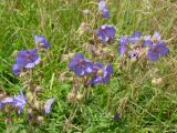 Geranium pratense. Верхушка отцветающего растения. Ленинградская обл., Кировский р-н, южнее ст. Ивановская, луг. 16.07.2008.