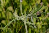 Knautia arvensis