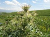 Cirsium semenowii