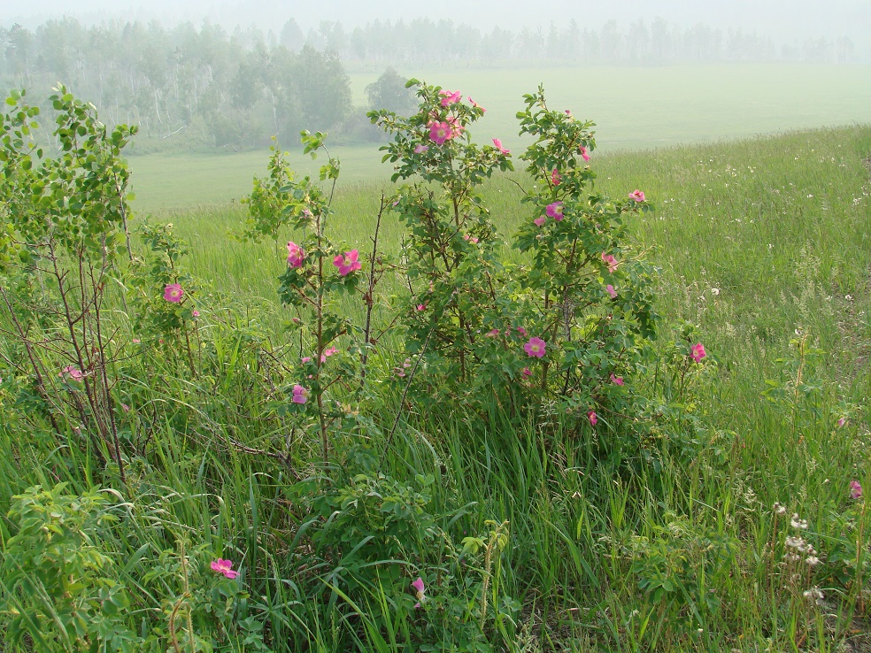 Изображение особи Rosa acicularis.