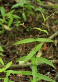 Stellaria fenzlii