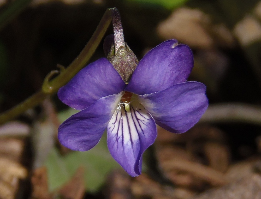 Изображение особи Viola ambigua.