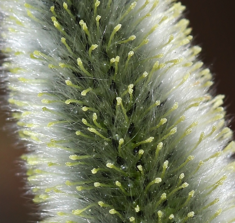 Image of Salix gracilistyla specimen.