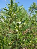 Myoporum acuminatum. Верхушка цветущей ветви. Греция, Эгейское море, север о. Парос, окр. г. Науса (Naousa), территория яхтенной верфи. 05.04.2017.