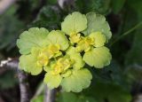 Chrysosplenium alternifolium