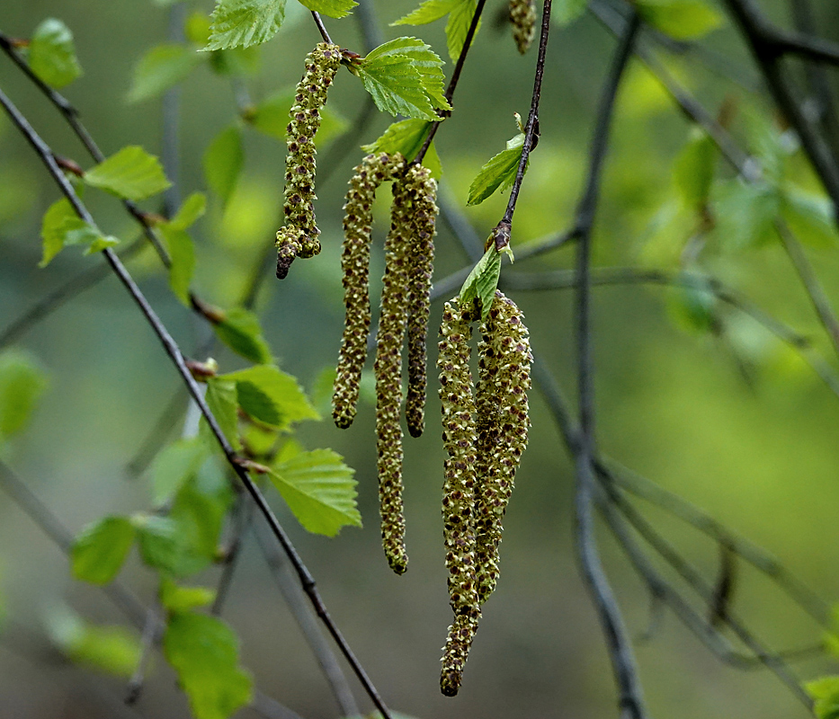 Изображение особи Betula pendula.