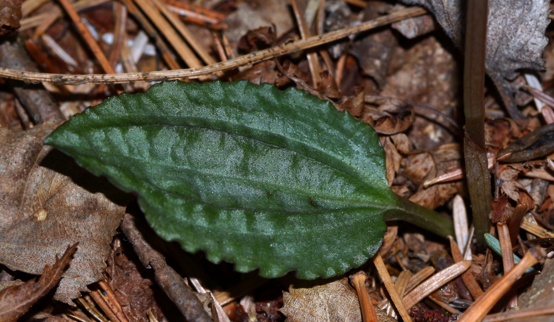 Image of Calypso bulbosa specimen.