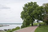 Ulmus glabra. Взрослое дерево. Нижний Новгород, склон Гремячей горы, в культуре. 05.06.2017.