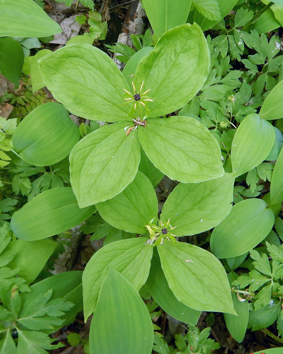 Изображение особи Paris quadrifolia.