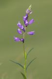 Polygala comosa