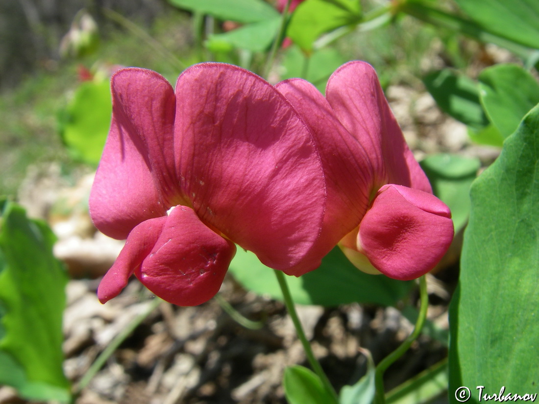 Изображение особи Lathyrus rotundifolius.