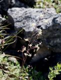 Zigadenus sibiricus. Соцветие. Якутия, Алданский р-н, в 6 км выше по течению г. Томмот, левый берег р. Алдан, щебнистый склон. 27.06.2016.