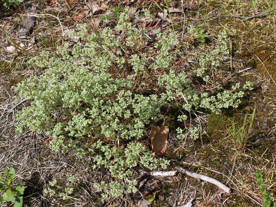 Изображение особи Scleranthus perennis.