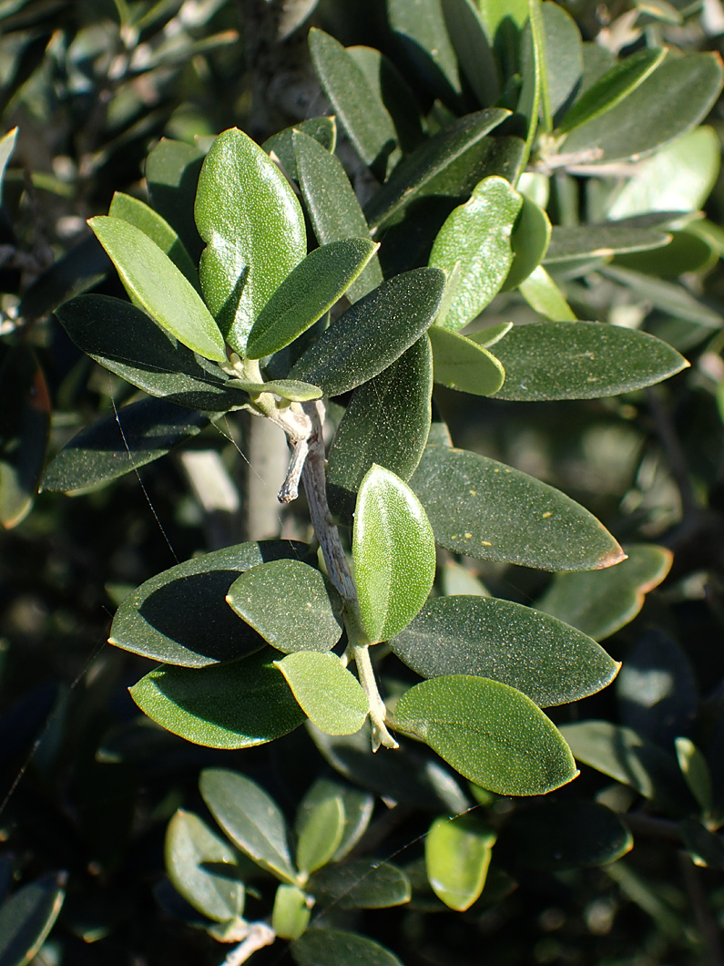 Изображение особи Olea europaea var. sylvestris.