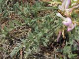 Astragalus dolichophyllus