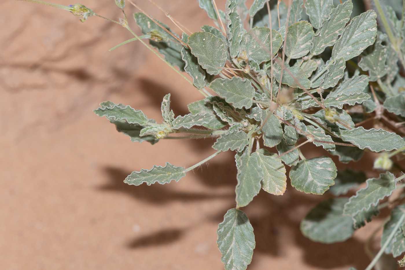 Изображение особи Monsonia heliotropioides.