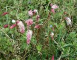 Sanguisorba tenuifolia