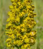 Orchis punctulata