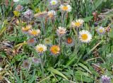 Erigeron lachnocephalus