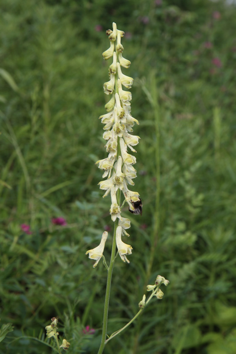 Изображение особи Aconitum barbatum.