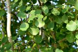 Populus tremula