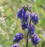 Salvia nutans