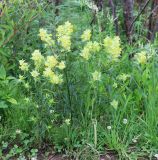 Rhinanthus apterus