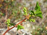 Ribes fragrans. Верхушка бутонизирующей веточки. Магаданская обл., Хасынский р-н, окр. бывшего пос. Карамкен, водосборный бассейн р. Хасын, правобережный склон, курумник. 12.06.2021.