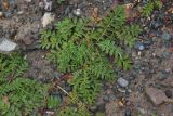 Potentilla anserina