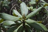 Rhododendron caucasicum