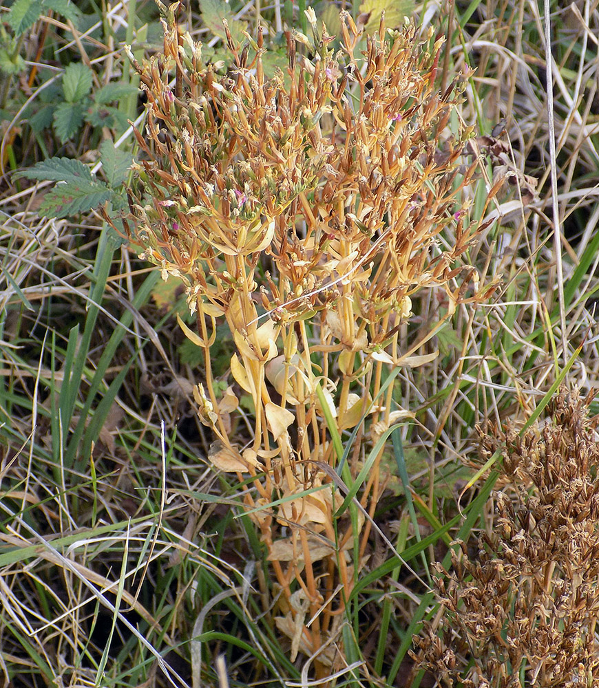 Изображение особи Centaurium erythraea ssp. turcicum.