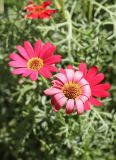 Argyranthemum frutescens. Соцветие. Томская обл., г. Томск, пос. Заварзино, в культуре. 11.06.2022.