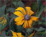 Rudbeckia hirta