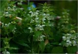 Lamium album