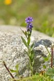 Polygala alpicola. Верхушка цветущего растения. Карачаево-Черкесия, Карачаевский р-н, Большой Кавказ, правый берег р. Кичкинекол (Узункольский), ≈ 2200 м н.у.м., частично задернованная каменная россыпь, среди камней. 21.07.2023.