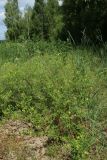 Potentilla intermedia