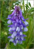 Vicia villosa