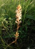 Orobanche alba. Цветущее растение. Ростовская обл., Персиановская степь, окр. станицы Красюковская. 8 июня 2011 г.