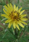 Tragopogon dasyrhynchus