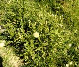 Cirsium ochrolepideum