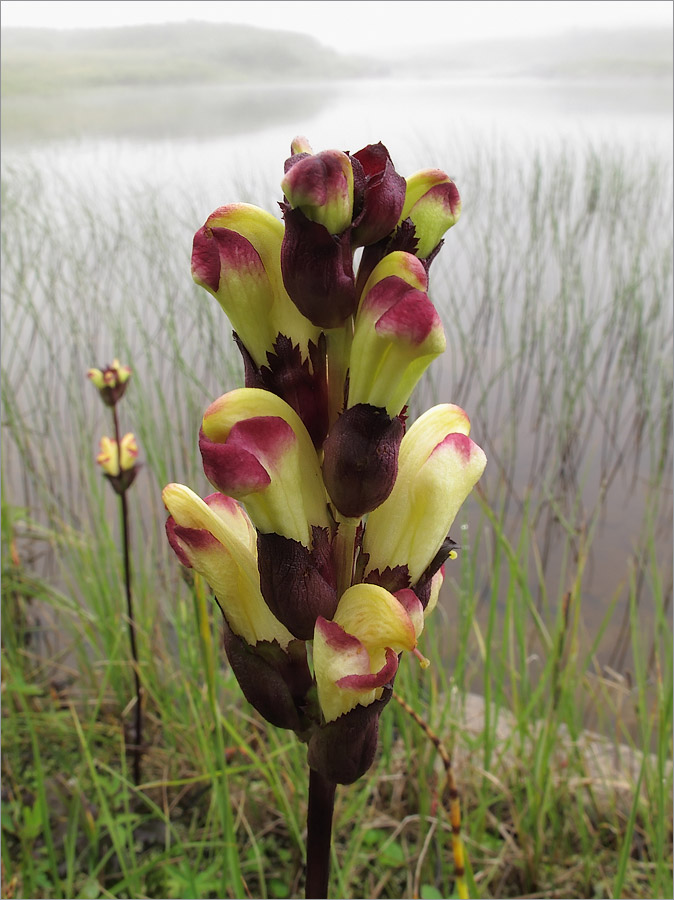 Изображение особи Pedicularis sceptrum-carolinum.