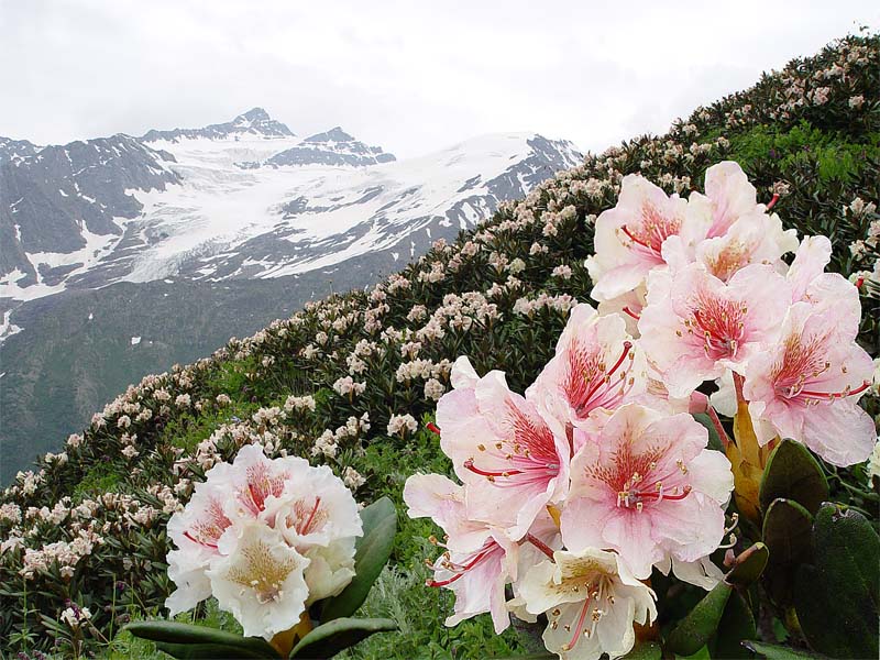 Изображение особи Rhododendron caucasicum.