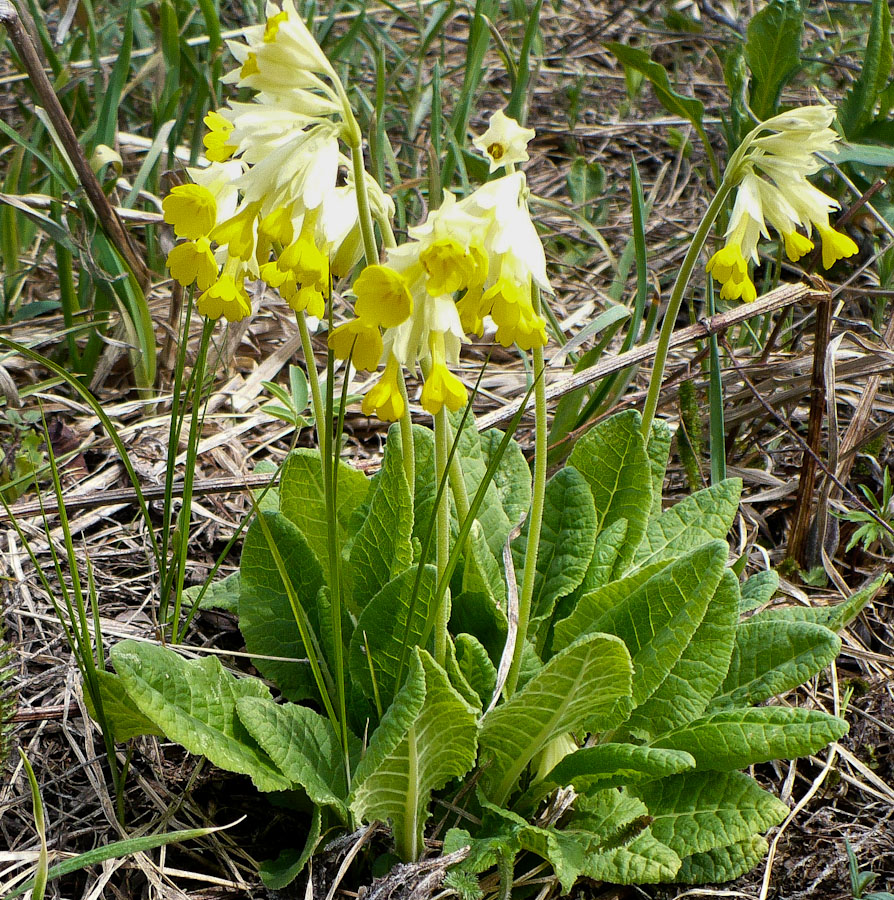 Изображение особи Primula macrocalyx.