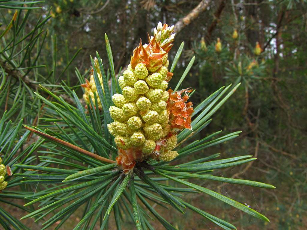 Изображение особи Pinus sylvestris.